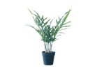 【その他のブランド/Other】のPhlebodium Pot / フレボディウム ポット 65 -|ID: prp329100004641744 ipo3291000000033475701