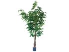 【その他のブランド/Other】のPeacock Palm Pot / クジャクヤシ ポット 210 -|ID: prp329100004641746 ipo3291000000033475708