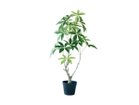 【その他のブランド/Other】のPachira Pot / パキラ ポット 90 -|ID: prp329100004641747 ipo3291000000033475712