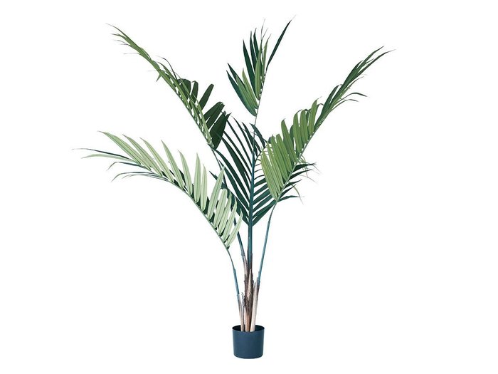 【その他のブランド/Other】のKentia Palm Pot / ケンチャヤシ ポット 152 インテリア・キッズ・メンズ・レディースファッション・服の通販 founy(ファニー) https://founy.com/ 送料無料 Free Shipping おすすめ Recommended / Our Picks ホーム・キャンプ・アウトドア・お取り寄せ Home Living / Home & Lifestyle / Camping Gear / Outdoor Camping 家具・インテリア Home Furniture & Interior. Stylish & Functional Living Spaces その他 インテリア雑貨、家具 Home Decor & Furniture Extras |ID: prp329100004641749 ipo3291000000033475716