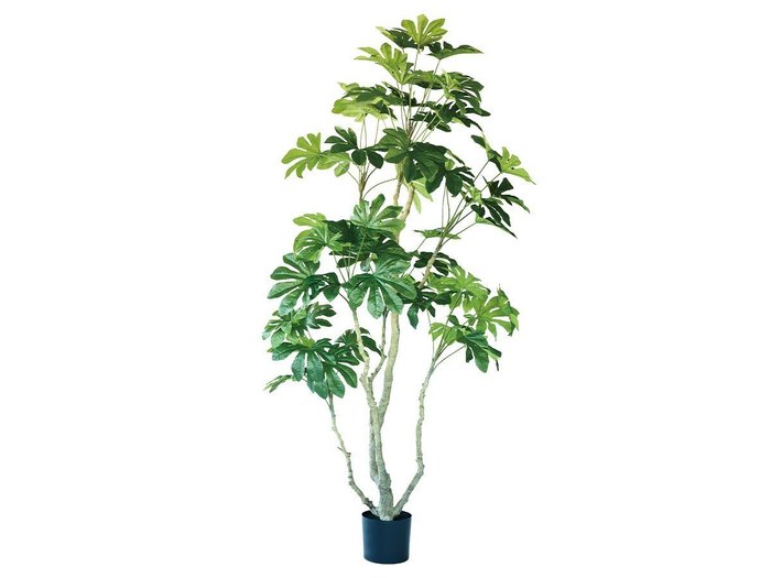 【その他のブランド/Other】のJapanese Aralia Pot / ヤツデ ポット 190 インテリア・キッズ・メンズ・レディースファッション・服の通販 founy(ファニー) https://founy.com/ 送料無料 Free Shipping おすすめ Recommended / Our Picks ホーム・キャンプ・アウトドア・お取り寄せ Home Living / Home & Lifestyle / Camping Gear / Outdoor Camping 家具・インテリア Home Furniture & Interior. Stylish & Functional Living Spaces その他 インテリア雑貨、家具 Home Decor & Furniture Extras |ID: prp329100004641750 ipo3291000000033475718