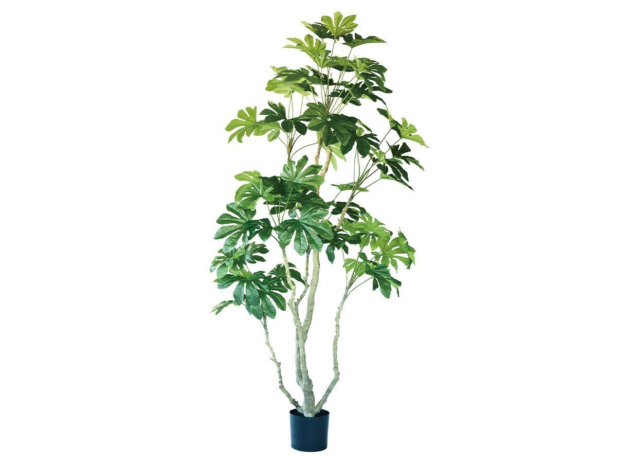 【ブラウン/BROWN / GOODS】のJapanese Aralia Pot / ヤツデ ポット 190 インテリア・キッズ・メンズ・レディースファッション・服の通販 founy(ファニー) 　送料無料　Free Shipping　おすすめ　Recommended / Our Picks　ホーム・キャンプ・アウトドア・お取り寄せ　Home Living / Home & Lifestyle / Camping Gear / Outdoor Camping　家具・インテリア　Home Furniture & Interior. Stylish & Functional Living Spaces　その他 インテリア雑貨、家具　Home Decor & Furniture Extras　-|ID: prp329100004641750 ipo3291000000033475720