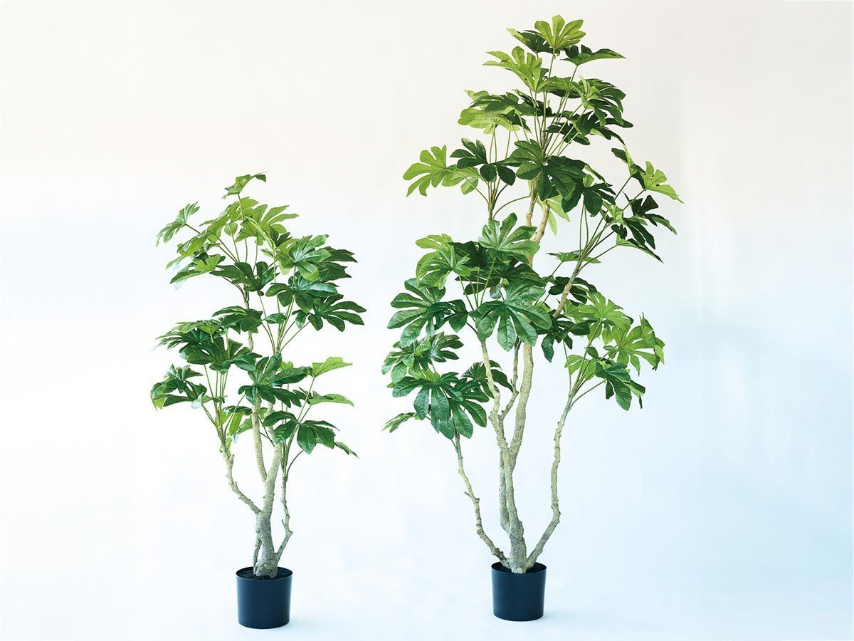 【ブラウン/BROWN / GOODS】のJapanese Aralia Pot / ヤツデ ポット 190 インテリア・キッズ・メンズ・レディースファッション・服の通販 founy(ファニー) 　送料無料　Free Shipping　おすすめ　Recommended / Our Picks　ホーム・キャンプ・アウトドア・お取り寄せ　Home Living / Home & Lifestyle / Camping Gear / Outdoor Camping　家具・インテリア　Home Furniture & Interior. Stylish & Functional Living Spaces　その他 インテリア雑貨、家具　Home Decor & Furniture Extras　サイズ展開がありますので、鉢や設置場所、空間に合わせてお選びいただけます。左:高さ1|ID: prp329100004641750 ipo3291000000033475722