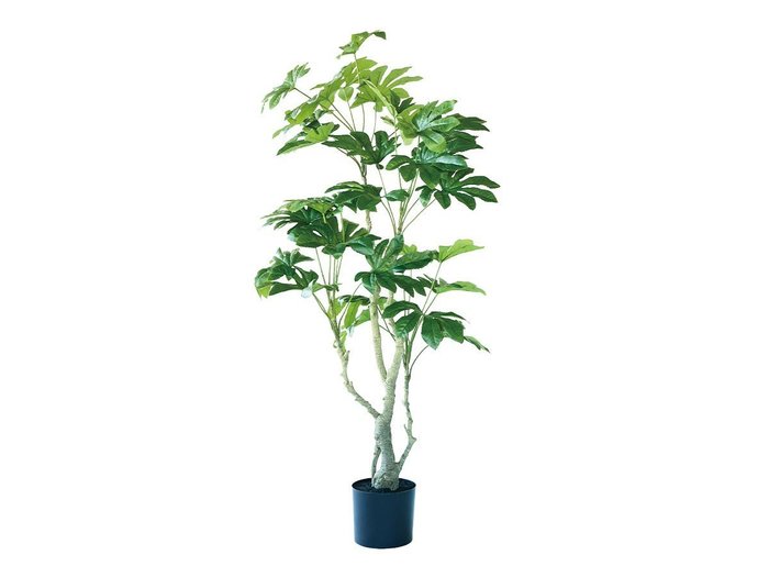 【その他のブランド/Other】のJapanese Aralia Pot / ヤツデ ポット 145 インテリア・キッズ・メンズ・レディースファッション・服の通販 founy(ファニー) https://founy.com/ 送料無料 Free Shipping おすすめ Recommended / Our Picks ホーム・キャンプ・アウトドア・お取り寄せ Home Living / Home & Lifestyle / Camping Gear / Outdoor Camping 家具・インテリア Home Furniture & Interior. Stylish & Functional Living Spaces その他 インテリア雑貨、家具 Home Decor & Furniture Extras |ID: prp329100004641751 ipo3291000000033475724