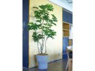 【その他のブランド/Other】のJapanese Aralia Pot / ヤツデ ポット 145 参考イメージ|ID: prp329100004641751 ipo3291000000033475728