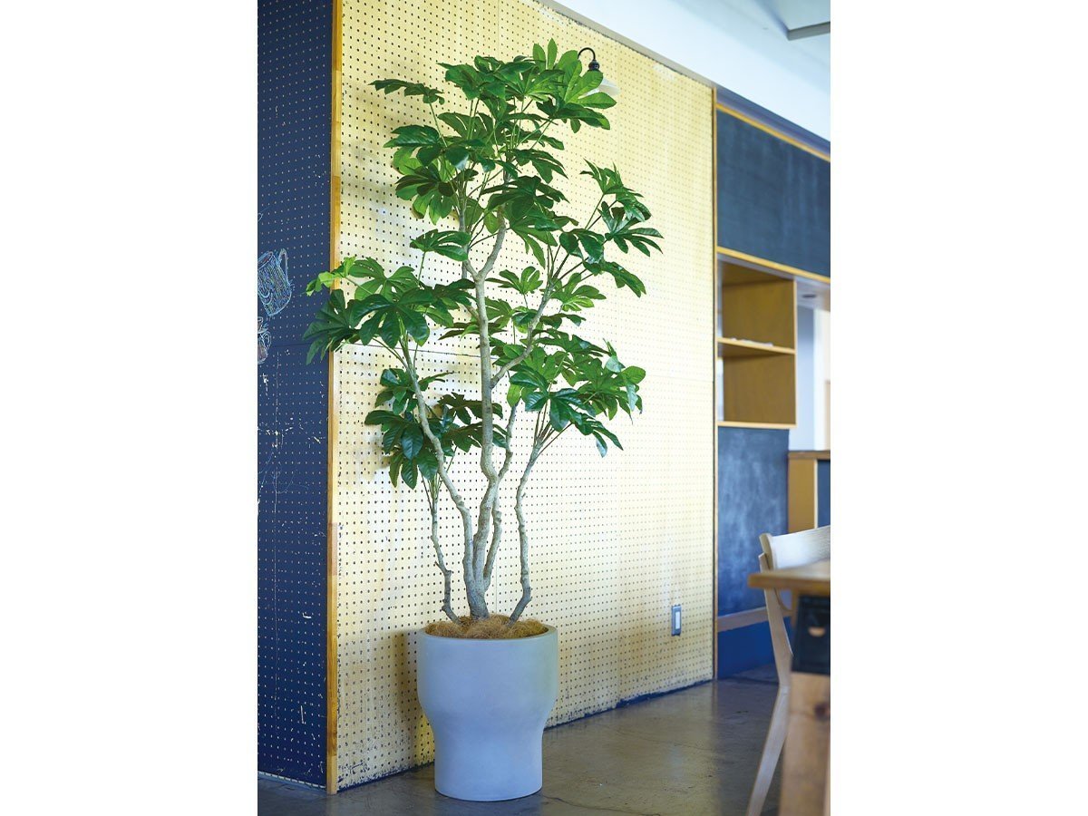 【ブラウン/BROWN / GOODS】のJapanese Aralia Pot / ヤツデ ポット 145 インテリア・キッズ・メンズ・レディースファッション・服の通販 founy(ファニー) 　送料無料　Free Shipping　おすすめ　Recommended / Our Picks　ホーム・キャンプ・アウトドア・お取り寄せ　Home Living / Home & Lifestyle / Camping Gear / Outdoor Camping　家具・インテリア　Home Furniture & Interior. Stylish & Functional Living Spaces　その他 インテリア雑貨、家具　Home Decor & Furniture Extras　参考イメージ|ID: prp329100004641751 ipo3291000000033475728