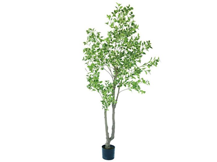 【その他のブランド/Other】のFicus benjamina Pot / 斑入りベンジャミン ポット 210 インテリア・キッズ・メンズ・レディースファッション・服の通販 founy(ファニー) https://founy.com/ 送料無料 Free Shipping おすすめ Recommended / Our Picks ホーム・キャンプ・アウトドア・お取り寄せ Home Living / Home & Lifestyle / Camping Gear / Outdoor Camping 家具・インテリア Home Furniture & Interior. Stylish & Functional Living Spaces その他 インテリア雑貨、家具 Home Decor & Furniture Extras |ID: prp329100004641752 ipo3291000000033475729