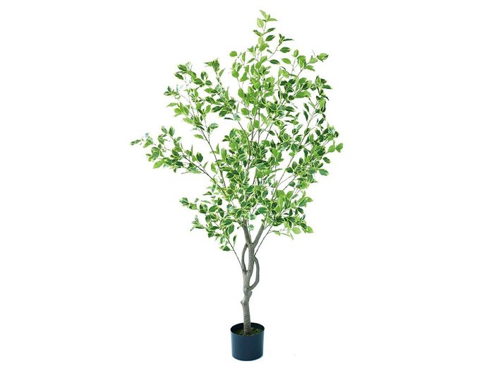 【その他のブランド/Other】のFicus benjamina Pot / 斑入りベンジャミン ポット 150 インテリア・キッズ・メンズ・レディースファッション・服の通販 founy(ファニー) https://founy.com/ 送料無料 Free Shipping おすすめ Recommended / Our Picks ホーム・キャンプ・アウトドア・お取り寄せ Home Living / Home & Lifestyle / Camping Gear / Outdoor Camping 家具・インテリア Home Furniture & Interior. Stylish & Functional Living Spaces その他 インテリア雑貨、家具 Home Decor & Furniture Extras |ID: prp329100004641753 ipo3291000000033475734