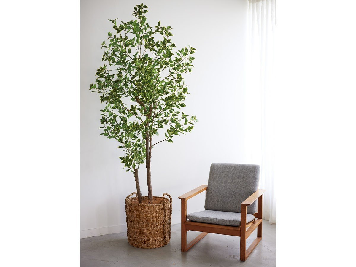 【ブラウン/BROWN / GOODS】のFicus benjamina Pot / 斑入りベンジャミン ポット 150 インテリア・キッズ・メンズ・レディースファッション・服の通販 founy(ファニー) 　送料無料　Free Shipping　おすすめ　Recommended / Our Picks　ホーム・キャンプ・アウトドア・お取り寄せ　Home Living / Home & Lifestyle / Camping Gear / Outdoor Camping　家具・インテリア　Home Furniture & Interior. Stylish & Functional Living Spaces　その他 インテリア雑貨、家具　Home Decor & Furniture Extras　参考イメージ|ID: prp329100004641753 ipo3291000000033475738
