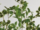 【その他のブランド/Other】のFicus benjamina Pot / 斑入りベンジャミン ポット 150 参考イメージ|ID: prp329100004641753 ipo3291000000033475739