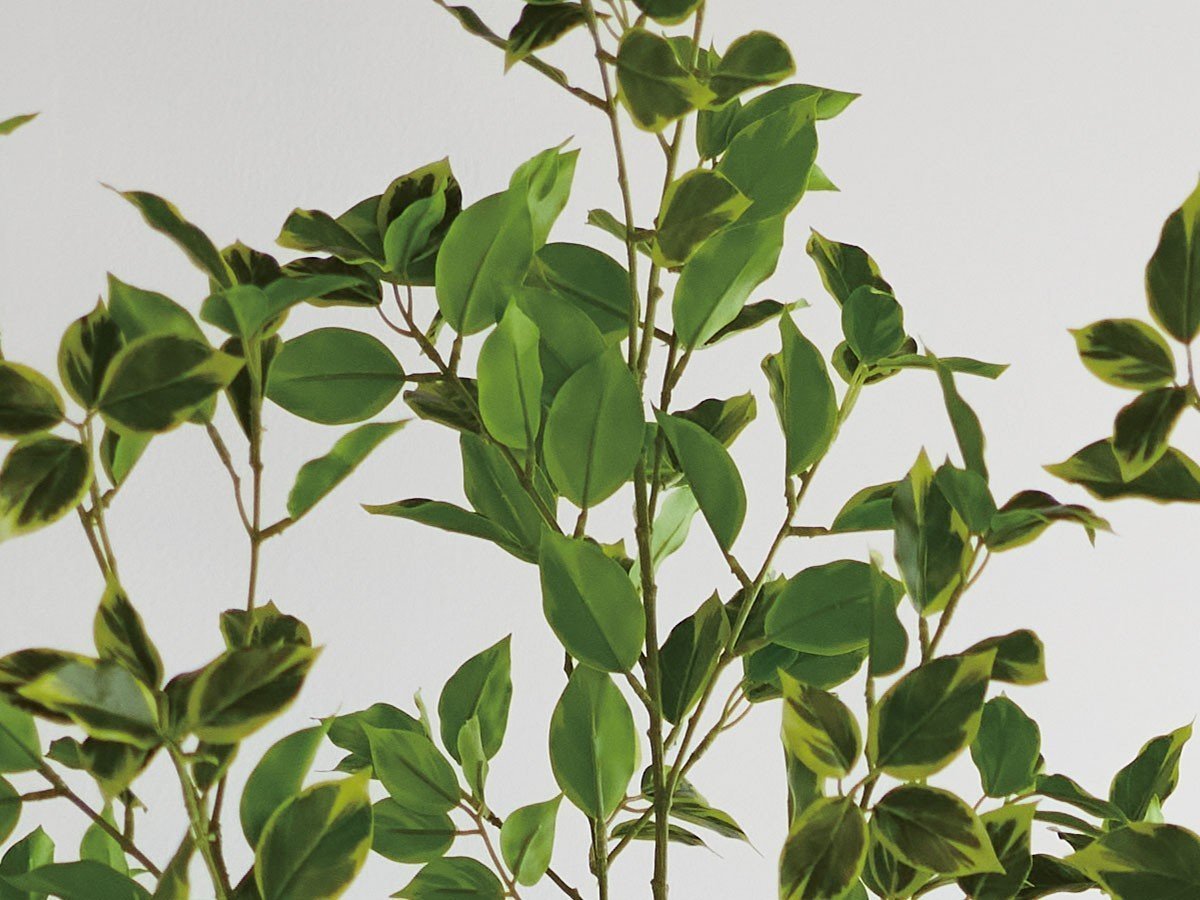 【ブラウン/BROWN / GOODS】のFicus benjamina Pot / 斑入りベンジャミン ポット 150 インテリア・キッズ・メンズ・レディースファッション・服の通販 founy(ファニー) 　送料無料　Free Shipping　おすすめ　Recommended / Our Picks　ホーム・キャンプ・アウトドア・お取り寄せ　Home Living / Home & Lifestyle / Camping Gear / Outdoor Camping　家具・インテリア　Home Furniture & Interior. Stylish & Functional Living Spaces　その他 インテリア雑貨、家具　Home Decor & Furniture Extras　参考イメージ|ID: prp329100004641753 ipo3291000000033475739