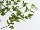 【その他のブランド/Other】のFicus benjamina Pot / 斑入りベンジャミン ポット 150 参考イメージ|ID: prp329100004641753 ipo3291000000033475740