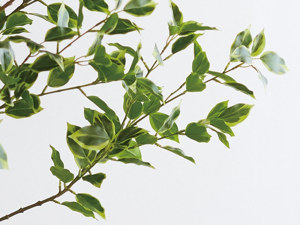 【ブラウン/BROWN / GOODS】のFicus benjamina Pot / 斑入りベンジャミン ポット 150 インテリア・キッズ・メンズ・レディースファッション・服の通販 founy(ファニー) 　送料無料　Free Shipping　おすすめ　Recommended / Our Picks　ホーム・キャンプ・アウトドア・お取り寄せ　Home Living / Home & Lifestyle / Camping Gear / Outdoor Camping　家具・インテリア　Home Furniture & Interior. Stylish & Functional Living Spaces　その他 インテリア雑貨、家具　Home Decor & Furniture Extras　参考イメージ|ID: prp329100004641753 ipo3291000000033475740