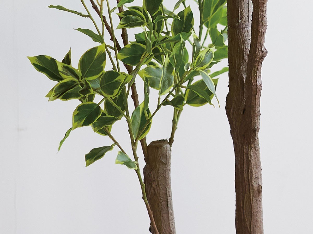 【ブラウン/BROWN / GOODS】のFicus benjamina Pot / 斑入りベンジャミン ポット 150 インテリア・キッズ・メンズ・レディースファッション・服の通販 founy(ファニー) 　送料無料　Free Shipping　おすすめ　Recommended / Our Picks　ホーム・キャンプ・アウトドア・お取り寄せ　Home Living / Home & Lifestyle / Camping Gear / Outdoor Camping　家具・インテリア　Home Furniture & Interior. Stylish & Functional Living Spaces　その他 インテリア雑貨、家具　Home Decor & Furniture Extras　参考イメージ|ID: prp329100004641753 ipo3291000000033475741