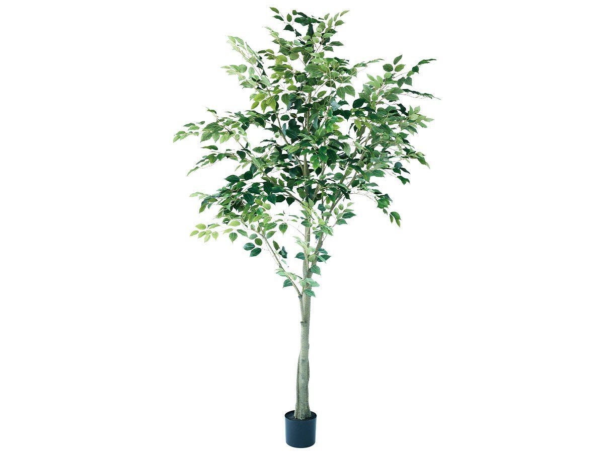 【ブラウン/BROWN / GOODS】のFicus benjamina Pot / ベンジャミン ポット 210 人気、トレンドファッション・服の通販 founy(ファニー) 　送料無料　Free Shipping　おすすめ　Recommended / Our Picks　ホーム・キャンプ・アウトドア・お取り寄せ　Home Living / Home & Lifestyle / Camping Gear / Outdoor Camping　家具・インテリア　Home Furniture & Interior. Stylish & Functional Living Spaces　その他 インテリア雑貨、家具　Home Decor & Furniture Extras　 other-1|ID: prp329100004641754 ipo3291000000033475742