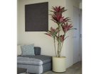 【ブラウン/BROWN / GOODS】のDracaena Pot Purple / ドラセナ ポット 150 パープル 参考イメージ|ID: prp329100004641757 ipo3291000000033475755