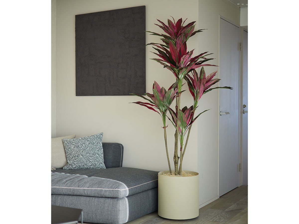 【ブラウン/BROWN / GOODS】のDracaena Pot Purple / ドラセナ ポット 150 パープル インテリア・キッズ・メンズ・レディースファッション・服の通販 founy(ファニー) 　送料無料　Free Shipping　おすすめ　Recommended / Our Picks　パープル　Purple, Violet　ホーム・キャンプ・アウトドア・お取り寄せ　Home Living / Home & Lifestyle / Camping Gear / Outdoor Camping　家具・インテリア　Home Furniture & Interior. Stylish & Functional Living Spaces　その他 インテリア雑貨、家具　Home Decor & Furniture Extras　参考イメージ|ID: prp329100004641757 ipo3291000000033475755