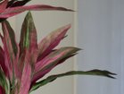 【ブラウン/BROWN / GOODS】のDracaena Pot Purple / ドラセナ ポット 150 パープル 参考イメージ|ID: prp329100004641757 ipo3291000000033475756