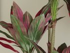 【ブラウン/BROWN / GOODS】のDracaena Pot Purple / ドラセナ ポット 150 パープル 参考イメージ|ID: prp329100004641757 ipo3291000000033475757