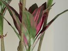 【ブラウン/BROWN / GOODS】のDracaena Pot Purple / ドラセナ ポット 150 パープル 参考イメージ|ID: prp329100004641757 ipo3291000000033475759