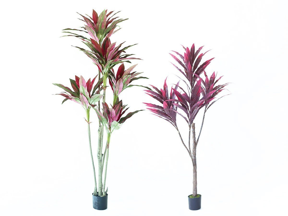 【ブラウン/BROWN / GOODS】のDracaena Pot Purple / ドラセナ ポット 150 パープル インテリア・キッズ・メンズ・レディースファッション・服の通販 founy(ファニー) 　送料無料　Free Shipping　おすすめ　Recommended / Our Picks　パープル　Purple, Violet　ホーム・キャンプ・アウトドア・お取り寄せ　Home Living / Home & Lifestyle / Camping Gear / Outdoor Camping　家具・インテリア　Home Furniture & Interior. Stylish & Functional Living Spaces　その他 インテリア雑貨、家具　Home Decor & Furniture Extras　サイズ展開がありますので、鉢や設置場所、空間に合わせてお選びいただけます。左:ドラセ|ID: prp329100004641757 ipo3291000000033475760