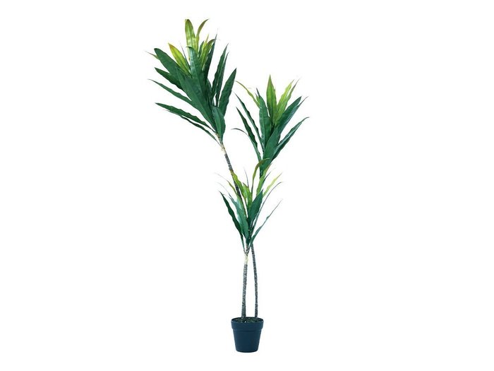 【ブラウン/BROWN / GOODS】のDracaena Pot / ドラセナ ポット 140 グリーン インテリア・キッズ・メンズ・レディースファッション・服の通販 founy(ファニー) https://founy.com/ 送料無料 Free Shipping おすすめ Recommended / Our Picks ホーム・キャンプ・アウトドア・お取り寄せ Home Living / Home & Lifestyle / Camping Gear / Outdoor Camping 家具・インテリア Home Furniture & Interior. Stylish & Functional Living Spaces その他 インテリア雑貨、家具 Home Decor & Furniture Extras |ID: prp329100004641758 ipo3291000000033475763