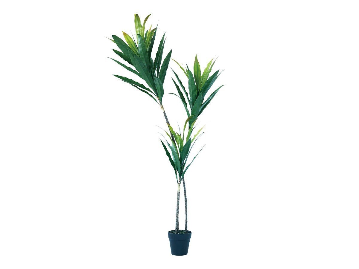 【ブラウン/BROWN / GOODS】のDracaena Pot / ドラセナ ポット 140 グリーン 人気、トレンドファッション・服の通販 founy(ファニー) 　送料無料　Free Shipping　おすすめ　Recommended / Our Picks　ホーム・キャンプ・アウトドア・お取り寄せ　Home Living / Home & Lifestyle / Camping Gear / Outdoor Camping　家具・インテリア　Home Furniture & Interior. Stylish & Functional Living Spaces　その他 インテリア雑貨、家具　Home Decor & Furniture Extras　 other-1|ID: prp329100004641758 ipo3291000000033475763