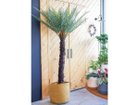 【ブラウン/BROWN / GOODS】のDicksonia Pot / ディクソニア ポット 122 参考イメージ|ID: prp329100004641760 ipo3291000000033475771