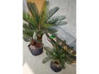 【ブラウン/BROWN / GOODS】のCycad Pot / ソテツ ポット 86 左:本商品、右:掲載外|ID: prp329100004641761 ipo3291000000033475778