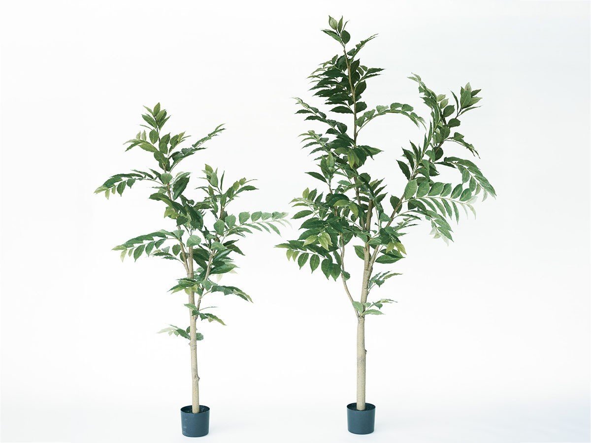 【ブラウン/BROWN / GOODS】のCoffee Plant Pot / コーヒーの木 ポット 205 インテリア・キッズ・メンズ・レディースファッション・服の通販 founy(ファニー) 　送料無料　Free Shipping　おすすめ　Recommended / Our Picks　ホーム・キャンプ・アウトドア・お取り寄せ　Home Living / Home & Lifestyle / Camping Gear / Outdoor Camping　家具・インテリア　Home Furniture & Interior. Stylish & Functional Living Spaces　その他 インテリア雑貨、家具　Home Decor & Furniture Extras　サイズ展開がありますので、鉢や設置場所、空間に合わせてお選びいただけます。左:高さ1|ID: prp329100004641762 ipo3291000000033475783