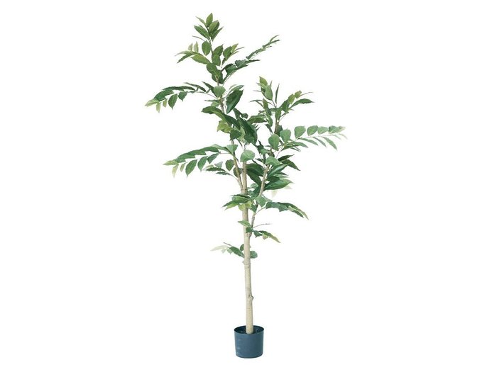 【ブラウン/BROWN / GOODS】のCoffee Plant Pot / コーヒーの木 ポット 170 インテリア・キッズ・メンズ・レディースファッション・服の通販 founy(ファニー) https://founy.com/ 送料無料 Free Shipping おすすめ Recommended / Our Picks ホーム・キャンプ・アウトドア・お取り寄せ Home Living / Home & Lifestyle / Camping Gear / Outdoor Camping 家具・インテリア Home Furniture & Interior. Stylish & Functional Living Spaces その他 インテリア雑貨、家具 Home Decor & Furniture Extras |ID: prp329100004641763 ipo3291000000033475785