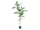 【ブラウン/BROWN / GOODS】のCoffee Plant Pot / コーヒーの木 ポット 170 -|ID: prp329100004641763 ipo3291000000033475787