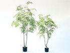 【ブラウン/BROWN / GOODS】のChinese Mahonia Pot / マホニア コンフューサ ポット 180 サイズ展開がありますので、鉢や設置場所、空間に合わせてお選びいただけます。左:本商品|ID: prp329100004641764 ipo3291000000033475793
