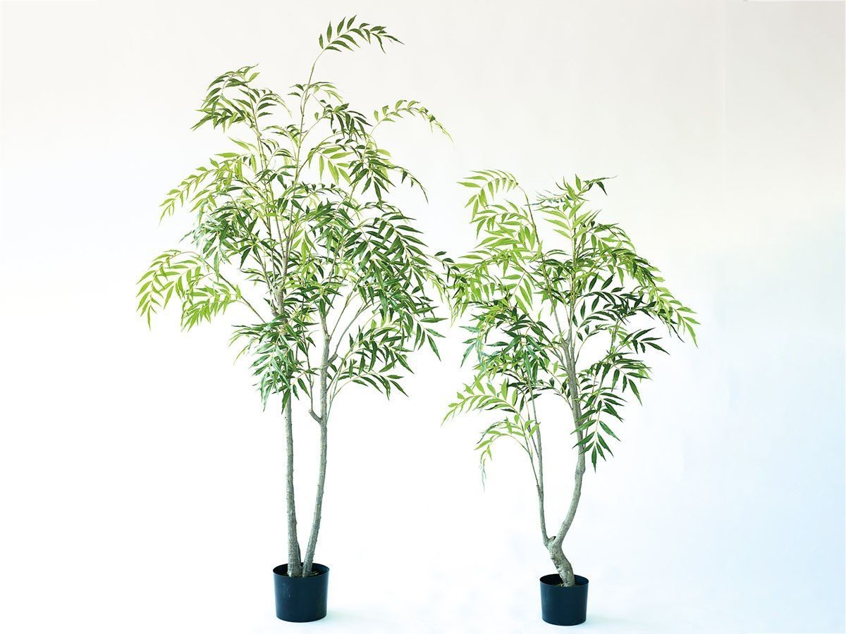【ブラウン/BROWN / GOODS】のChinese Mahonia Pot / マホニア コンフューサ ポット 180 インテリア・キッズ・メンズ・レディースファッション・服の通販 founy(ファニー) 　送料無料　Free Shipping　おすすめ　Recommended / Our Picks　ホーム・キャンプ・アウトドア・お取り寄せ　Home Living / Home & Lifestyle / Camping Gear / Outdoor Camping　家具・インテリア　Home Furniture & Interior. Stylish & Functional Living Spaces　その他 インテリア雑貨、家具　Home Decor & Furniture Extras　サイズ展開がありますので、鉢や設置場所、空間に合わせてお選びいただけます。左:本商品|ID: prp329100004641764 ipo3291000000033475793
