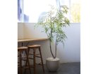 【ブラウン/BROWN / GOODS】のChinese Mahonia Pot / マホニア コンフューサ ポット 180 参考イメージ|ID: prp329100004641764 ipo3291000000033475794