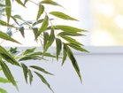 【ブラウン/BROWN / GOODS】のChinese Mahonia Pot / マホニア コンフューサ ポット 180 参考イメージ|ID: prp329100004641764 ipo3291000000033475795