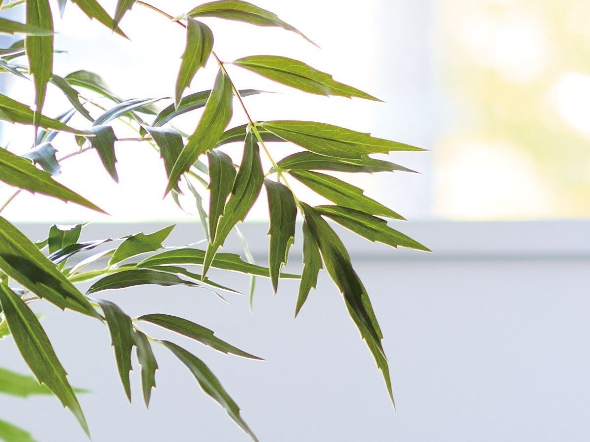【ブラウン/BROWN / GOODS】のChinese Mahonia Pot / マホニア コンフューサ ポット 180 インテリア・キッズ・メンズ・レディースファッション・服の通販 founy(ファニー) 　送料無料　Free Shipping　おすすめ　Recommended / Our Picks　ホーム・キャンプ・アウトドア・お取り寄せ　Home Living / Home & Lifestyle / Camping Gear / Outdoor Camping　家具・インテリア　Home Furniture & Interior. Stylish & Functional Living Spaces　その他 インテリア雑貨、家具　Home Decor & Furniture Extras　参考イメージ|ID: prp329100004641764 ipo3291000000033475795