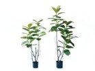 【その他のブランド/Other】のFicus Sophia Pot / フィカス ソフィア ポット 140 サイズ展開がありますので、鉢や設置場所、空間に合わせてお選びいただけます。左:本商品|ID: prp329100004641766 ipo3291000000033475803