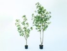 【その他のブランド/Other】のJapanese Andromeda Pot / アセビ ポット 150 サイズ展開がありますので、鉢や設置場所、空間に合わせてお選びいただけます。左:本商品|ID: prp329100004641768 ipo3291000000033475812