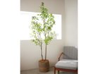 【その他のブランド/Other】のJapanese Andromeda Pot / アセビ ポット 150 参考イメージ|ID: prp329100004641768 ipo3291000000033475813