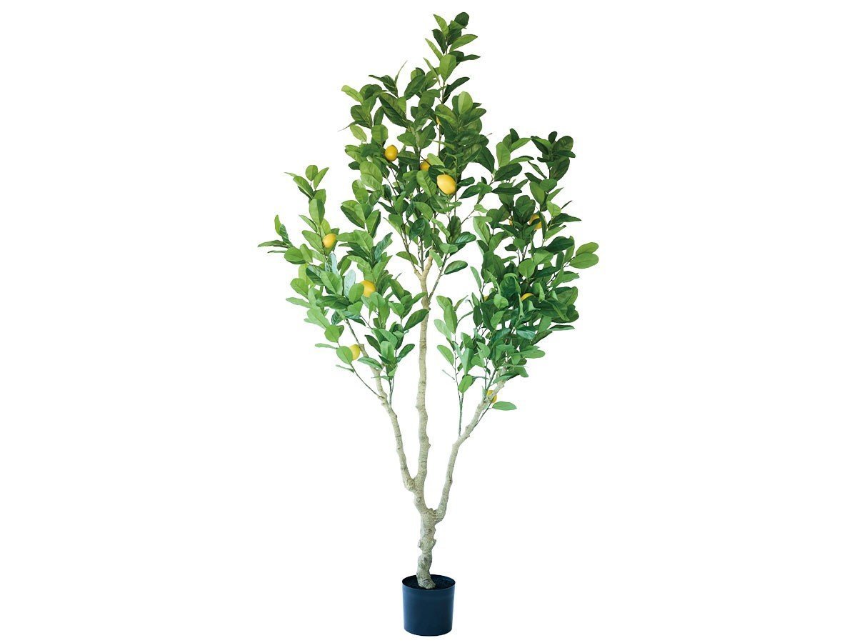 【その他のブランド/Other】のLemon Tree Pot / レモンの木 ポット 220 インテリア・キッズ・メンズ・レディースファッション・服の通販 founy(ファニー) 　送料無料　Free Shipping　おすすめ　Recommended / Our Picks　ホーム・キャンプ・アウトドア・お取り寄せ　Home Living / Home & Lifestyle / Camping Gear / Outdoor Camping　家具・インテリア　Home Furniture & Interior. Stylish & Functional Living Spaces　その他 インテリア雑貨、家具　Home Decor & Furniture Extras　-|ID: prp329100004641770 ipo3291000000033475818