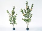 【その他のブランド/Other】のLemon Tree Pot / レモンの木 ポット 183 サイズ展開がありますので、鉢や設置場所、空間に合わせてお選びいただけます。左:高さ1|ID: prp329100004641771 ipo3291000000033475823