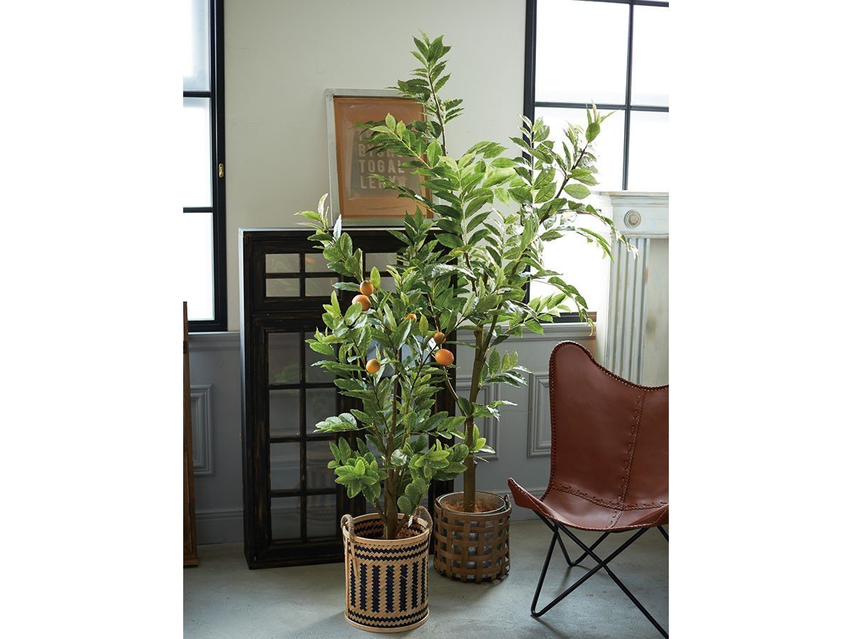 【その他のブランド/Other】のLemon Tree Pot / レモンの木 ポット 152 インテリア・キッズ・メンズ・レディースファッション・服の通販 founy(ファニー) 　送料無料　Free Shipping　おすすめ　Recommended / Our Picks　ホーム・キャンプ・アウトドア・お取り寄せ　Home Living / Home & Lifestyle / Camping Gear / Outdoor Camping　家具・インテリア　Home Furniture & Interior. Stylish & Functional Living Spaces　その他 インテリア雑貨、家具　Home Decor & Furniture Extras　左:本商品、右:コーヒーの木 ポット 205|ID: prp329100004641772 ipo3291000000033475827