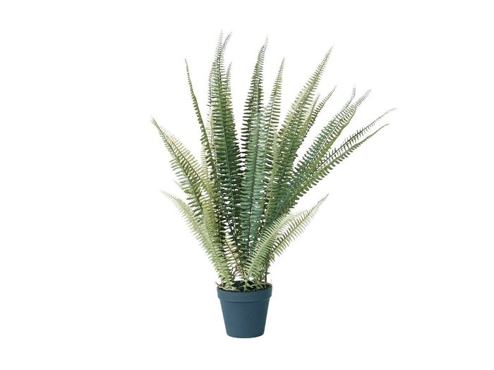 【その他のブランド/Other】のBoston Fern Pot Green / ボストンファーン ポット グリーン インテリア・キッズ・メンズ・レディースファッション・服の通販 founy(ファニー) https://founy.com/ おすすめ Recommended / Our Picks ホーム・キャンプ・アウトドア・お取り寄せ Home Living / Home & Lifestyle / Camping Gear / Outdoor Camping 家具・インテリア Home Furniture & Interior. Stylish & Functional Living Spaces その他 インテリア雑貨、家具 Home Decor & Furniture Extras |ID: prp329100004641778 ipo3291000000033475848
