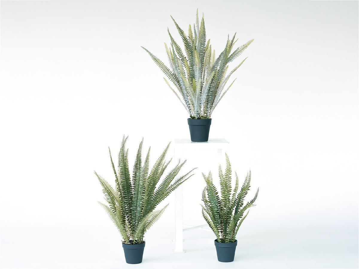 【その他のブランド/Other】のBoston Fern Pot Green / ボストンファーン ポット グリーン インテリア・キッズ・メンズ・レディースファッション・服の通販 founy(ファニー) 　おすすめ　Recommended / Our Picks　ホーム・キャンプ・アウトドア・お取り寄せ　Home Living / Home & Lifestyle / Camping Gear / Outdoor Camping　家具・インテリア　Home Furniture & Interior. Stylish & Functional Living Spaces　その他 インテリア雑貨、家具　Home Decor & Furniture Extras　上:同シリーズの「ボストンファーン ポット シルバー」、左下:本商品、右下:掲載外|ID: prp329100004641778 ipo3291000000033475851