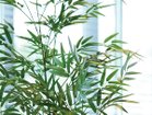 【その他のブランド/Other】のBamboo Pot / バンブー ポット 120 参考イメージ|ID: prp329100004641780 ipo3291000000033475860