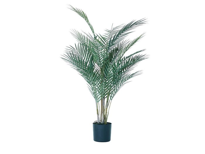 【その他のブランド/Other】のAreca Palm Pot / アレカヤシ ポット 90 インテリア・キッズ・メンズ・レディースファッション・服の通販 founy(ファニー) https://founy.com/ おすすめ Recommended / Our Picks ホーム・キャンプ・アウトドア・お取り寄せ Home Living / Home & Lifestyle / Camping Gear / Outdoor Camping 家具・インテリア Home Furniture & Interior. Stylish & Functional Living Spaces その他 インテリア雑貨、家具 Home Decor & Furniture Extras |ID: prp329100004641784 ipo3291000000033475872