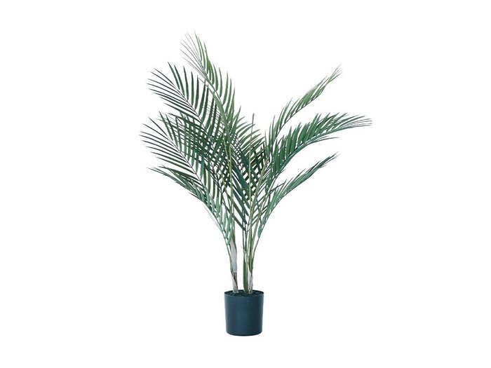 【その他のブランド/Other】のAreca Palm Pot / アレカヤシ ポット 70 インテリア・キッズ・メンズ・レディースファッション・服の通販 founy(ファニー) https://founy.com/ おすすめ Recommended / Our Picks ホーム・キャンプ・アウトドア・お取り寄せ Home Living / Home & Lifestyle / Camping Gear / Outdoor Camping 家具・インテリア Home Furniture & Interior. Stylish & Functional Living Spaces その他 インテリア雑貨、家具 Home Decor & Furniture Extras |ID: prp329100004641785 ipo3291000000033475875