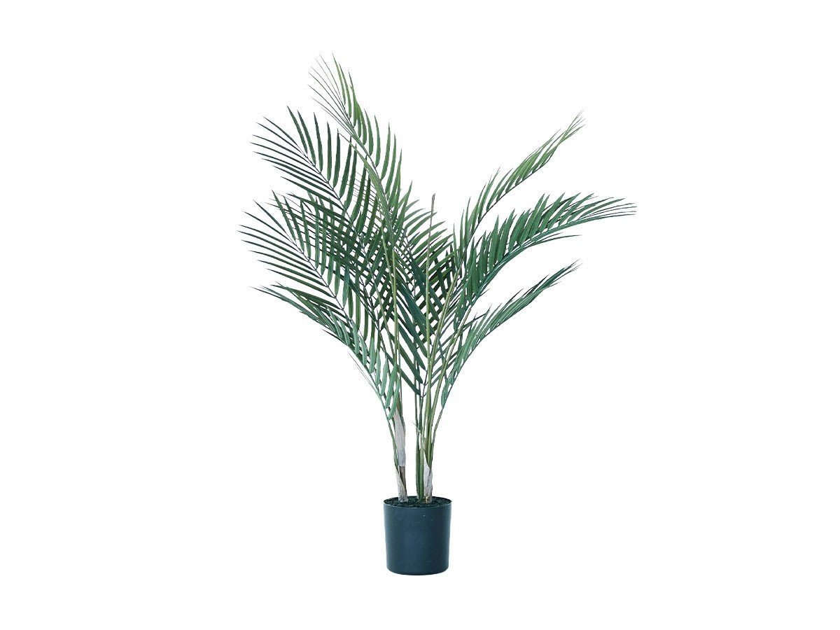 【その他のブランド/Other】のAreca Palm Pot / アレカヤシ ポット 70 インテリア・キッズ・メンズ・レディースファッション・服の通販 founy(ファニー) 　おすすめ　Recommended / Our Picks　ホーム・キャンプ・アウトドア・お取り寄せ　Home Living / Home & Lifestyle / Camping Gear / Outdoor Camping　家具・インテリア　Home Furniture & Interior. Stylish & Functional Living Spaces　その他 インテリア雑貨、家具　Home Decor & Furniture Extras　-|ID: prp329100004641785 ipo3291000000033475877