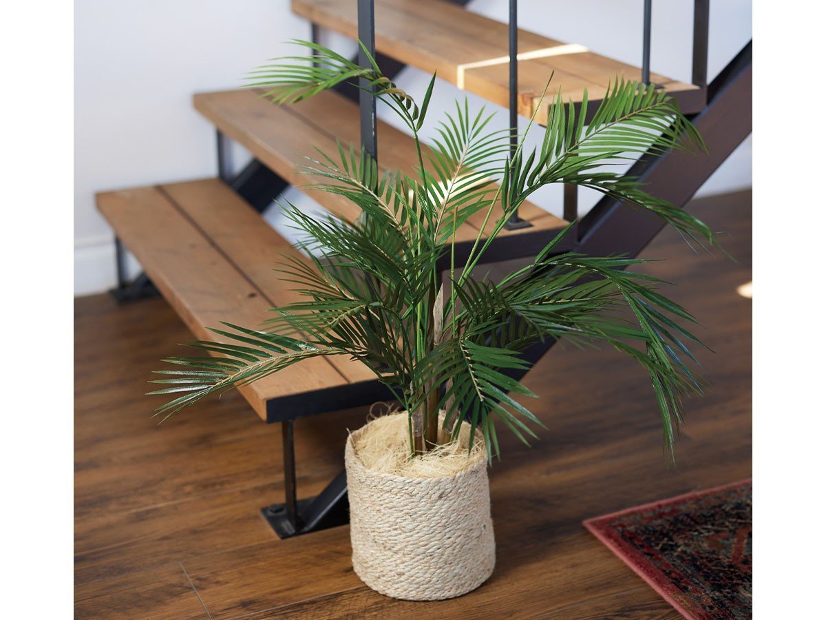 【その他のブランド/Other】のAreca Palm Pot / アレカヤシ ポット 70 インテリア・キッズ・メンズ・レディースファッション・服の通販 founy(ファニー) 　おすすめ　Recommended / Our Picks　ホーム・キャンプ・アウトドア・お取り寄せ　Home Living / Home & Lifestyle / Camping Gear / Outdoor Camping　家具・インテリア　Home Furniture & Interior. Stylish & Functional Living Spaces　その他 インテリア雑貨、家具　Home Decor & Furniture Extras　参考イメージ|ID: prp329100004641785 ipo3291000000033475881